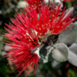 Meet your Posher, Malia